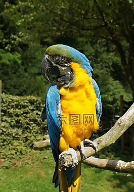 鸚鵡,ara,鳥