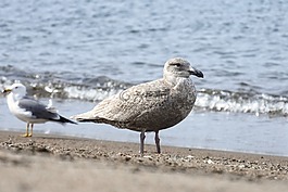 動物,海,海灘