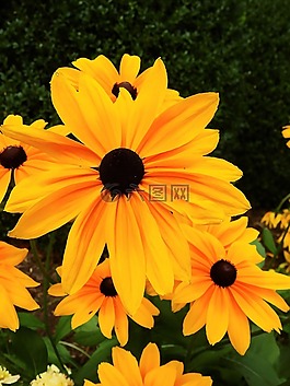 鮮花,開花,廠