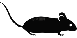 鼠標,鼠的輪廓,實驗室鼠標