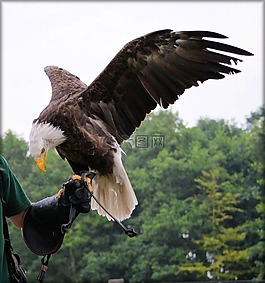 鷹,動物,鳥