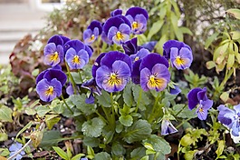 4 月,春,自然