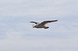 動(dòng)物,天空,云
