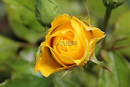 玫瑰,錢,植物群