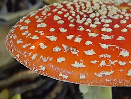 秋季,蘑菇,圓點