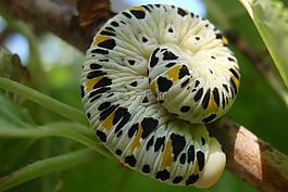 卡特彼勒,蝴蝶,顏色