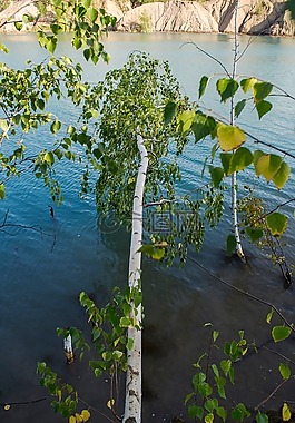 性質(zhì),水,樹