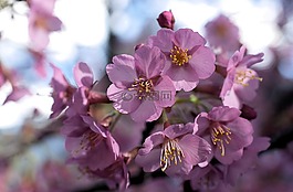 櫻花,性質(zhì),春天