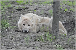 狼,捕食者,歐洲狼