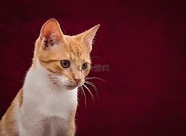 猫,背景图像,可爱