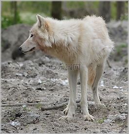 狼,捕食者,歐洲狼