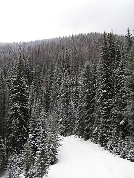 降雪,樹,冬天