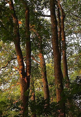 森林,樹木,abendstimmung
