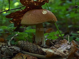 粗糙的牛肝菌,蘑菇,森林