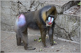 猴子,動物園,荷蘭
