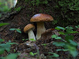 蘑菇,白蘑菇,森林