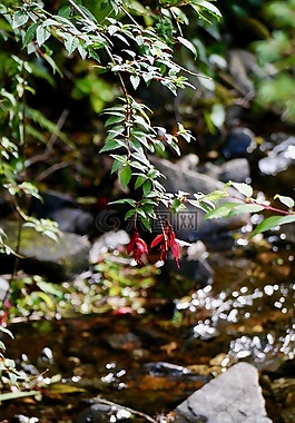 花,紫紅色,紅色