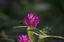 紅三葉草,花,夏天