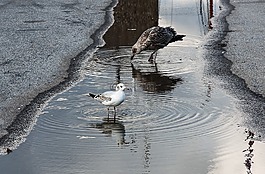 水坑,海鷗,水