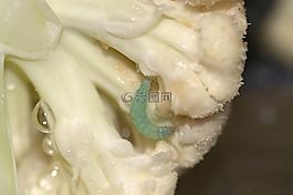 菜花,蟲害,菜青蟲weissling