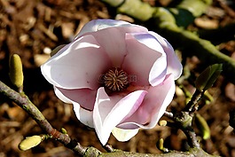 玉蘭,郁金香樹,開花
