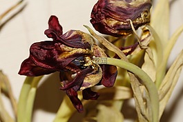 花,郁金香,春天