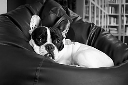法國斗牛犬,狗,小狗