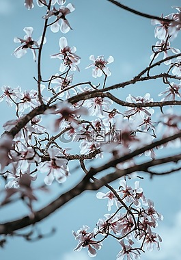 粉紅色,花,盛開