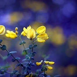 鮮花,黃色,性質(zhì)