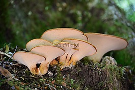 真菌,callampa,蘑菇