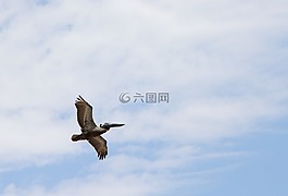鵜,鳥,飛行