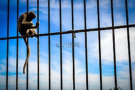 猴子,streetsofindia,streetphotography