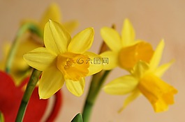 花,開花,喇叭水仙