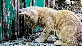 猫,年轻,小猫