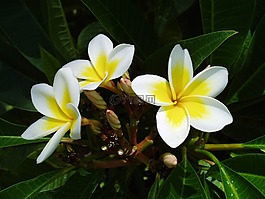 異國(guó)情調(diào),花,熱帶