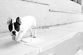 狗,動物,寵物