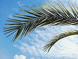 棕櫚,廠,葉子