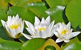 睡蓮,玫瑰,花