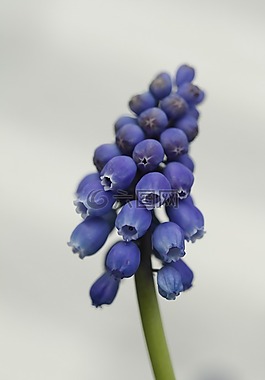 花,開花,關閉