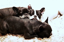 小狗,狗,法國斗牛犬