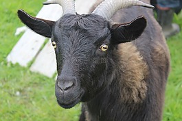 山羊,動物,nz