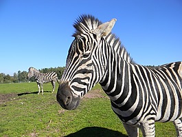 斑馬,條紋,動(dòng)物園