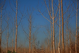 楊樹,冬天,景觀