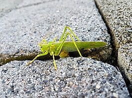 動物,蚱蜢,綠色