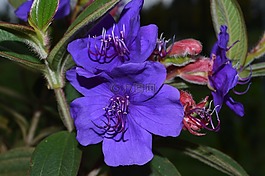 tibouchina,公主花,lasiandra