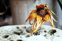 花,死花,性質