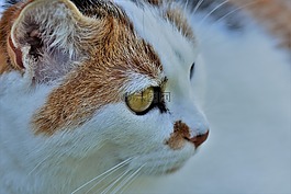 貓,動物,白