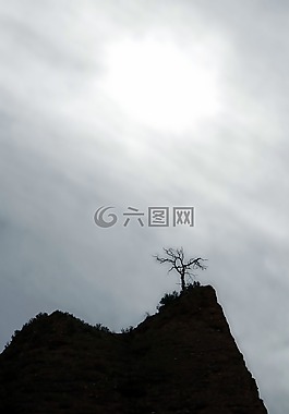 黑色和白色,樹,索萊達