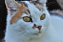 貓,動物,白