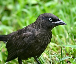 黑鳥(niǎo),euphagus cyanocephalus,釀酒商黑鳥(niǎo)